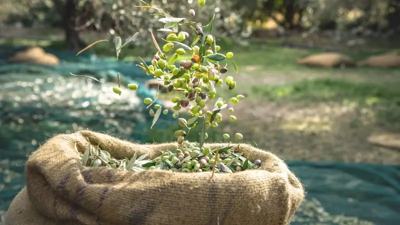 31838_landscape_large