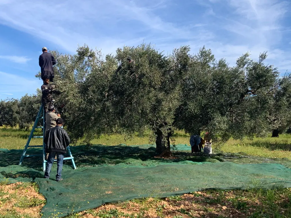 huile d'olive à nice france 2026