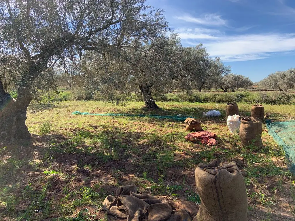 huile d'olive à nice france 2026